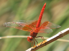 Skimmer & Darter Dragonflies - Libellulidae