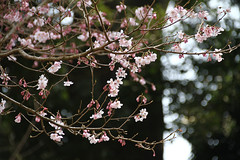 2017 Spring in Japan 日本の春