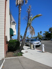 The Newport Beach Coconut