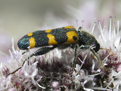 Checkered Beetles - Cleridae