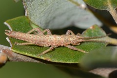 Walkingsticks (Phasmida)