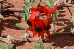 Arid Zone Botanic Gardens, Port Augusta SA