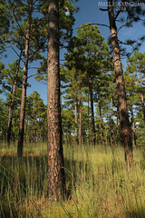 Longleaf Pine Uplands