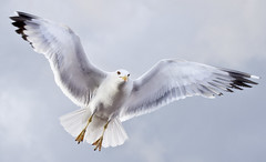 Galebovi Seagulls