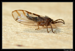 Homoptera/Homotomidae