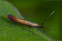 Lepidoptera: Coloeophoridae of Finland
