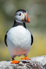 Puffin picture from Flickr
