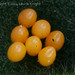 Likely Ladybird eggs