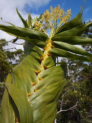 Flagellariaceae