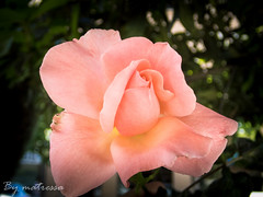 Roses/Rosas/Roses
