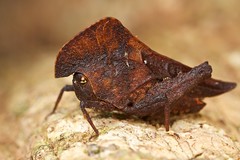 Orthoptera (Philippines)