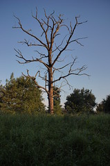 Dead Tree - Breaking Morning / Toter Baum - anbrechender Tag