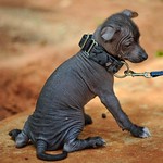 Toy Xoloitzcuintli puppy