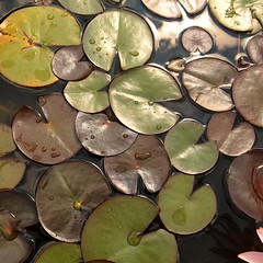 water lily | pads