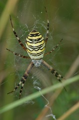 Wasp Spiders