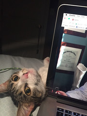 This is Roux and you stop paying attention to her for even a... - The Caturday