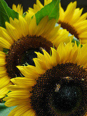 Flowers: Sunflowers