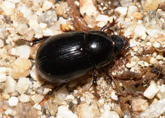 Beetles: Hybosoridae