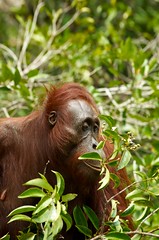 Borneo - Orangutan From Boat