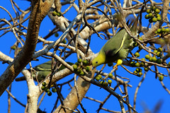 马达加斯加的鸟 Bird of Madagascar