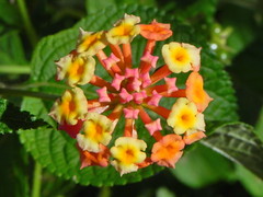 Verbenaceae