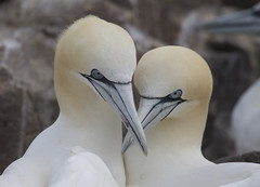 Birds. Gannets