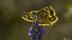Mariposas(butterflies/papillons)