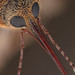 Acorn weevil (Curculio)