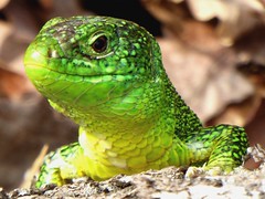 Lézard vert - European green lizard