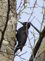 Pic noir - Black woodpecker