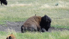 Yellowstone National Park (and drive from Banff) - July 25-27, 2014