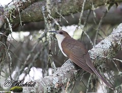 coulicou- cuckoo