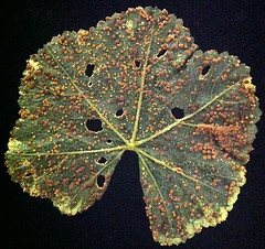 Mallow rust on Malva rotundifolia (roundleaf mallow), caused by Puccinia malvacearum
