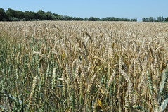 wheat- and cornfields