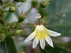 Goodeniaceae