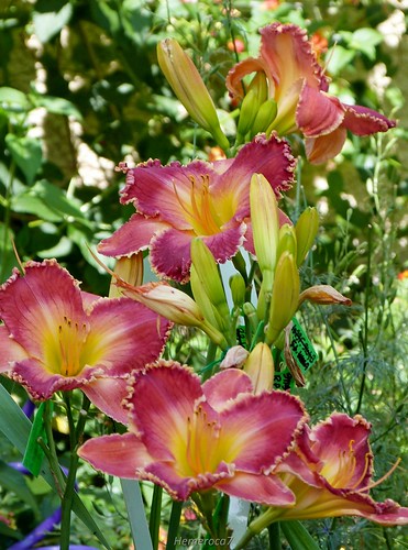 raspberry_picante_daylily