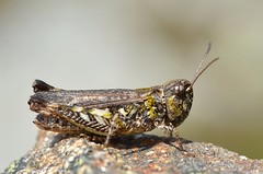 Myrmeleotettix maculatus female