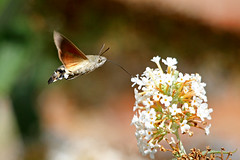 British Moths 