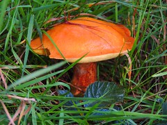 Mushrooms - Pilze