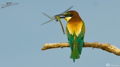 abejaruco(European Bee-eater/Guêpier d'Europe)