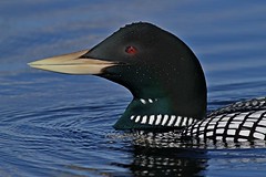 Birds in Alaska and Nunavut  - USA + Canada - Vögel in Alaska und Nunavut