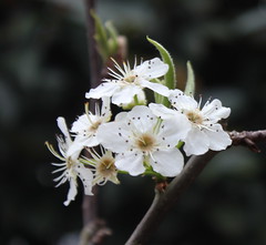 Ornamental Pear Blossom
