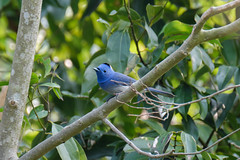 黑枕藍鶲 Hypothymis azurea