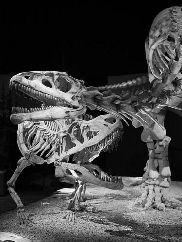 Lessemsaurus vs Fasolasuchus