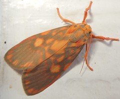 Tiger Moth (Barsine cuneonotatus)