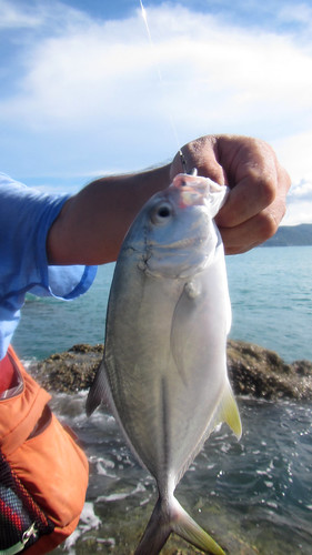 Koh Samui - Fishing サムイ島メッキ釣り