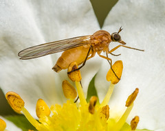 Dance Flies (Empididae)