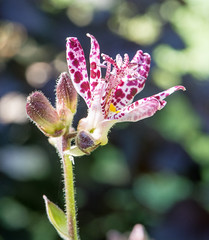 toad lilies