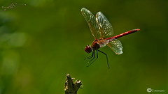 libélulas(dragonflies/libellules)