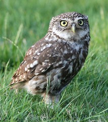 Little Owl & Family 26th July 2014 East Sussex